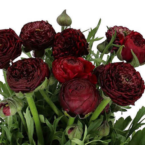 Picture of Ranunculus Aazur Burgundy