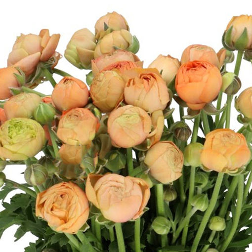 Picture of Ranunculus Aazur Peach