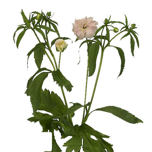 Picture of Ranunculus Butterfly Ariadne