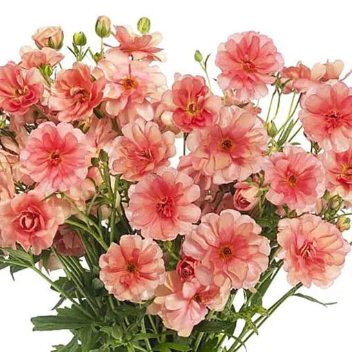 Picture of Ranunculus Butterfly Eris