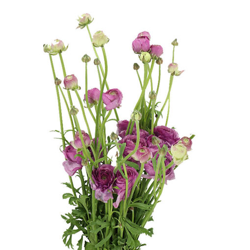Picture of Ranunculus Butterfly Thiva