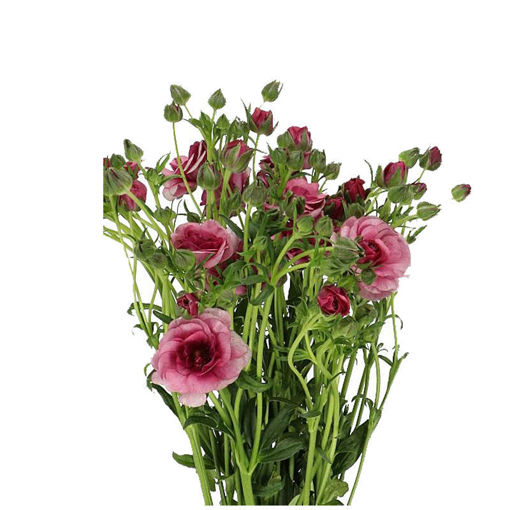 Picture of Ranunculus Romance Loubeyres