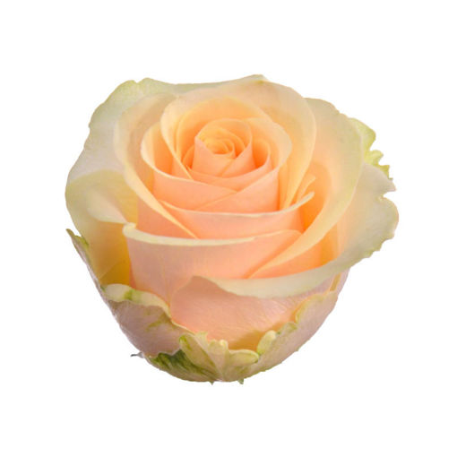 Picture of Rose Amaze