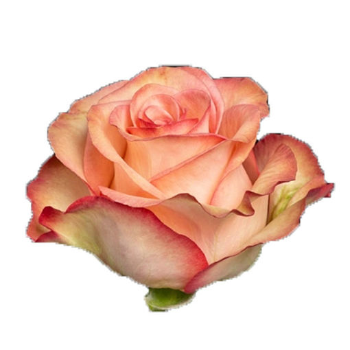 Picture of Rose Aprikola