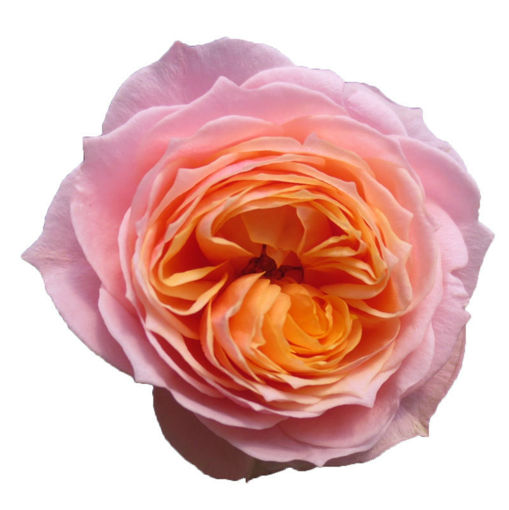 Picture of Rose Garden Vuvuzela