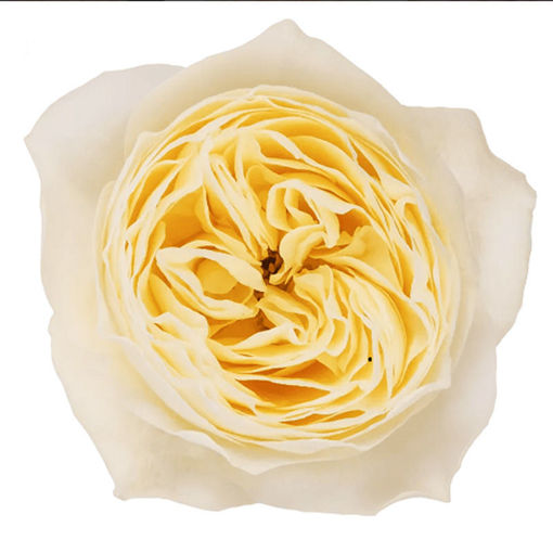 Picture of Rose Garden Vuvuzela White