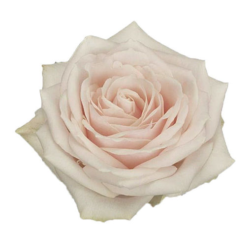 Picture of Rose The Dorchester