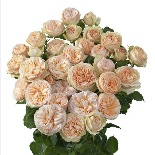 Picture of Rose Garden Spray Gentle Trendsetter