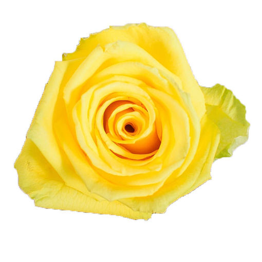 Picture of Rose Good Times