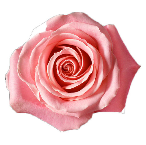 Picture of Rose Hermosa