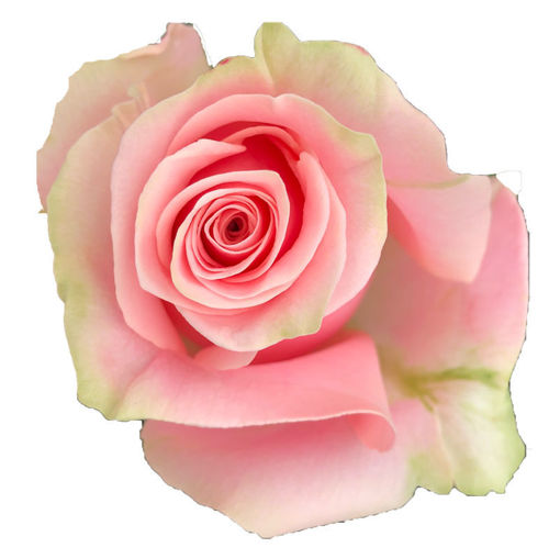 Picture of Rose Lupita