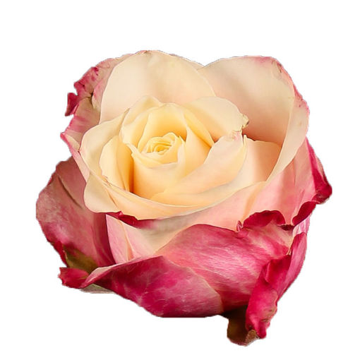 Picture of Rose Marosa