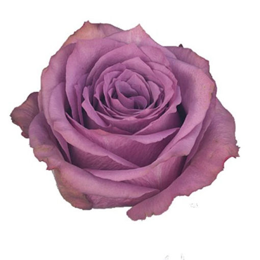 Picture of Rose New Orleans