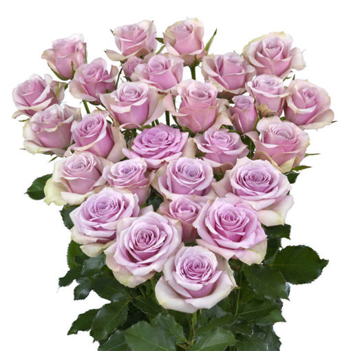 Picture of Rose Spray Leila