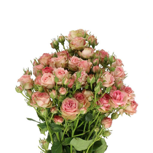 Picture of Rose Spray Pepita