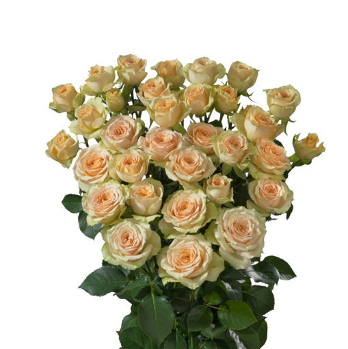 Picture of Rose Spray Axana