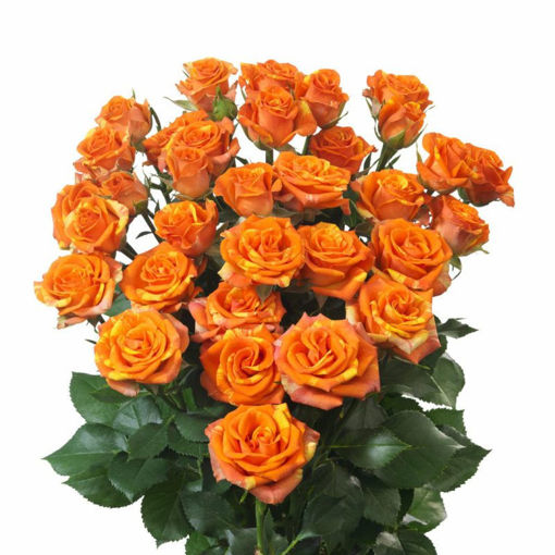 Picture of Rose Spray Smashing