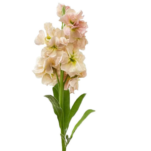 Picture of Stock Champagne