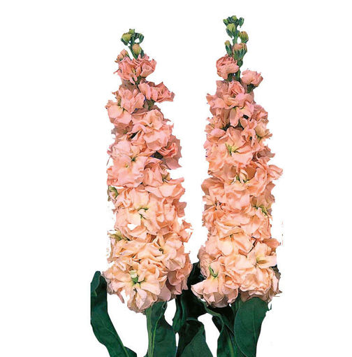 Picture of Stock Iron Apricot