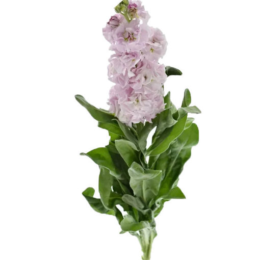 Picture of Stock Iron Cherry Blossom