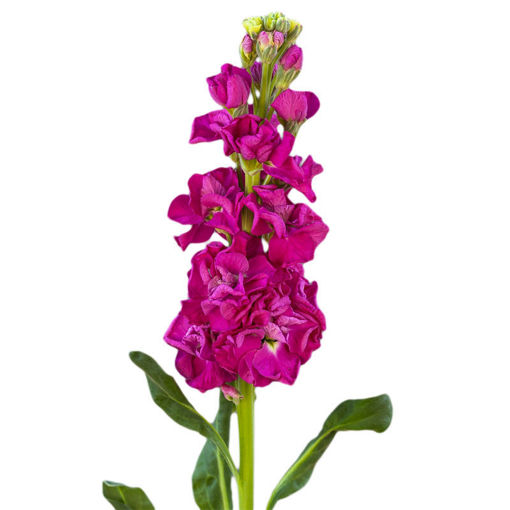 Picture of Stock Iron Rose