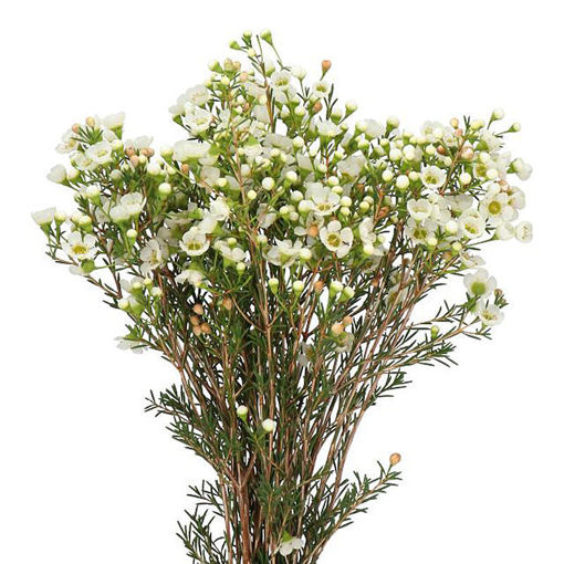 Picture of Wax Flower Jenny Jane