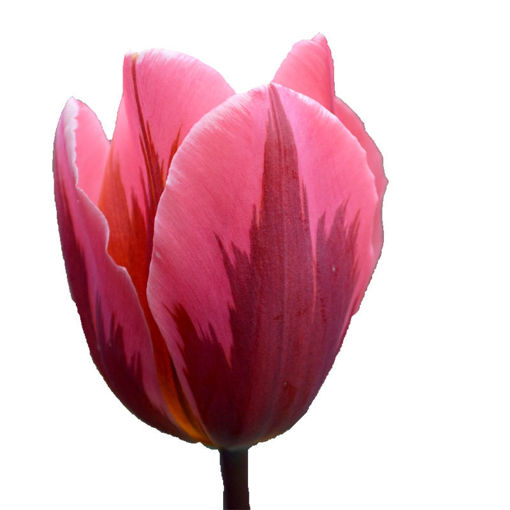 Picture of Tulip Pretty Princess