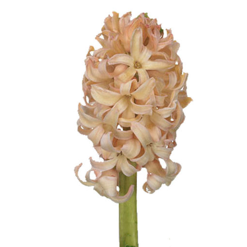 Picture of Hyacinth Orange Lion