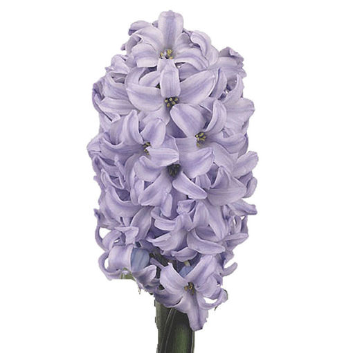 Picture of Hyacinth Sky Jacket
