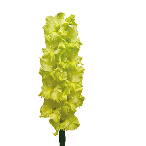 Picture of Gladioli Kio
