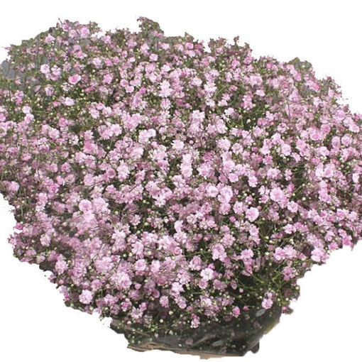 Picture of Gypsophila Pink