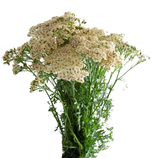 Picture of Achillea Cleopatra
