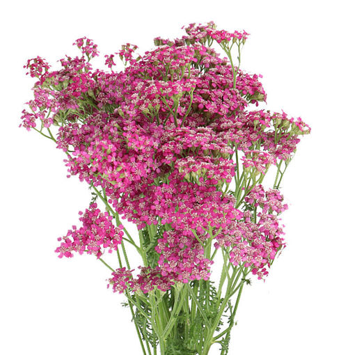 Picture of Achillea Deep Purple