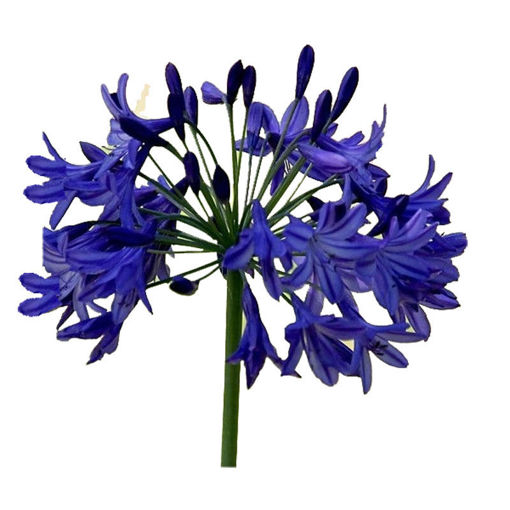 Picture of Agapanthus Susan Blue
