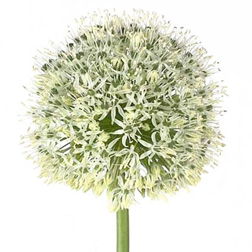 Picture of Allium Mount Everest