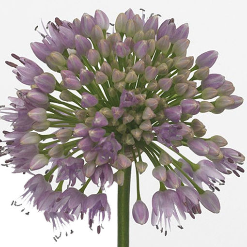 Picture of Allium Senescens