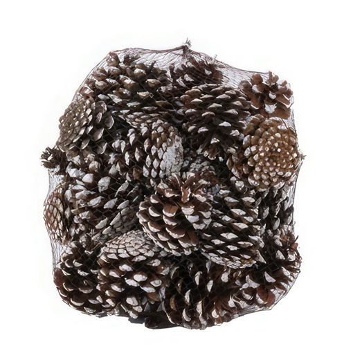 Picture of White Tip Pinus Nigra Cones | 1kg