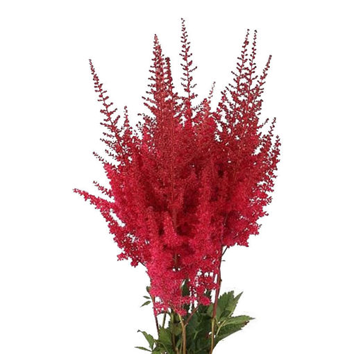 Picture of Astilbe Paul Gaardner