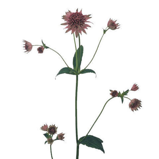 Picture of Astrantia Pink Pride