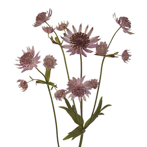 Picture of Astrantia Pink Sensation