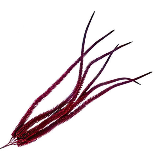 Picture of Stem Amaranthus Red 82cm