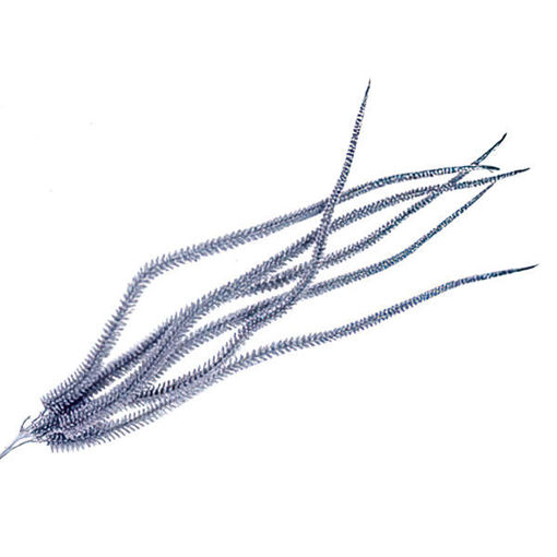 Picture of Stem Amaranthus Silver 82cm