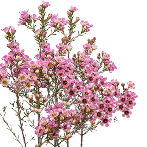 Picture of Wax Flower Adi