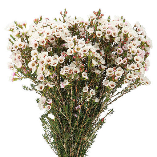 Picture of Wax Flower Moonlight Delight