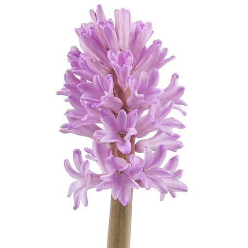Picture of Hyacinth Anna Liza