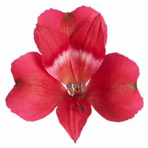 Picture of Alstroemeria Heartbreaker