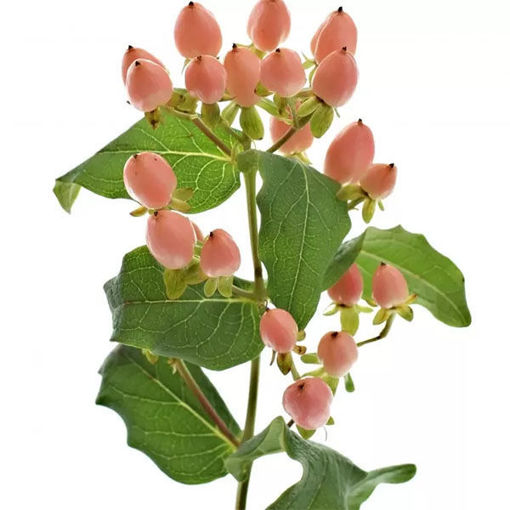 Picture of Hypericum Magical Innocence