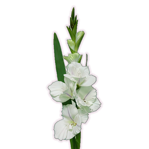 Picture of Gladioli Spray Cream | 82cm