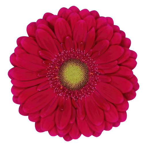 Picture of Germini Aqua Vivian