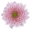 Picture of Chrysant. Spray Sorbet Berry